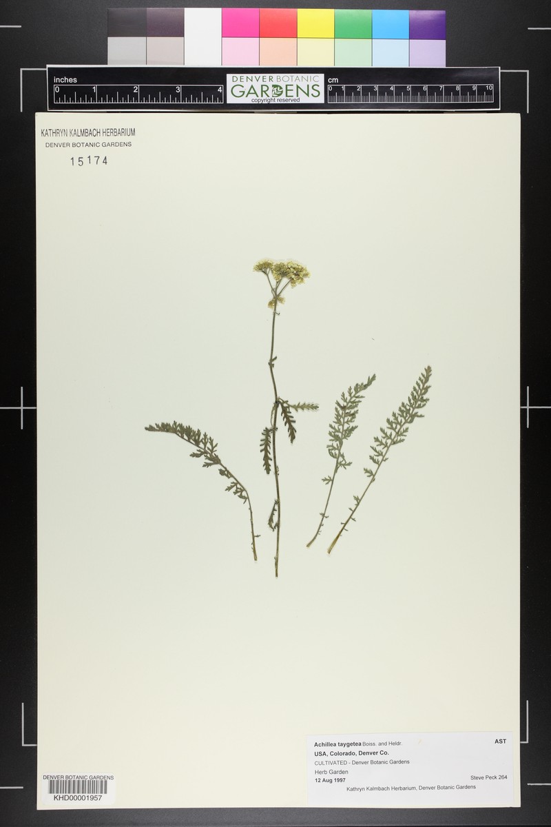 Achillea taygetea