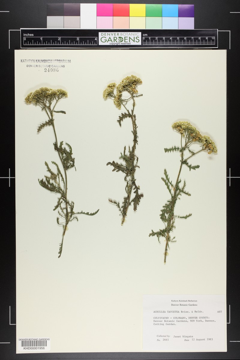 Achillea taygetea photo 2