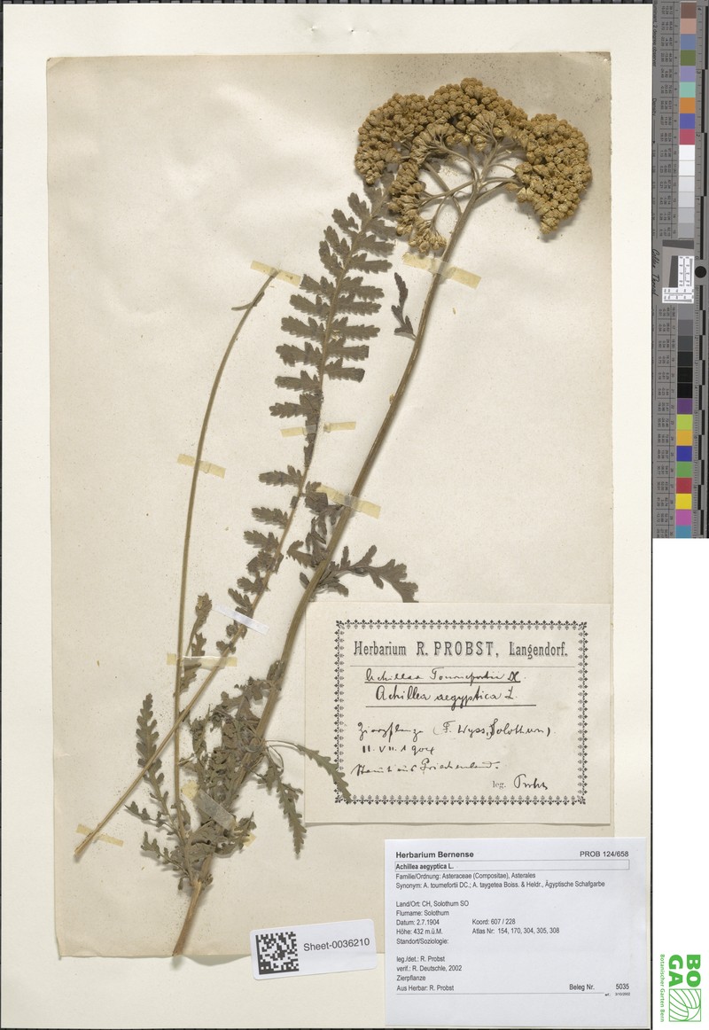 Achillea taygetea photo 3