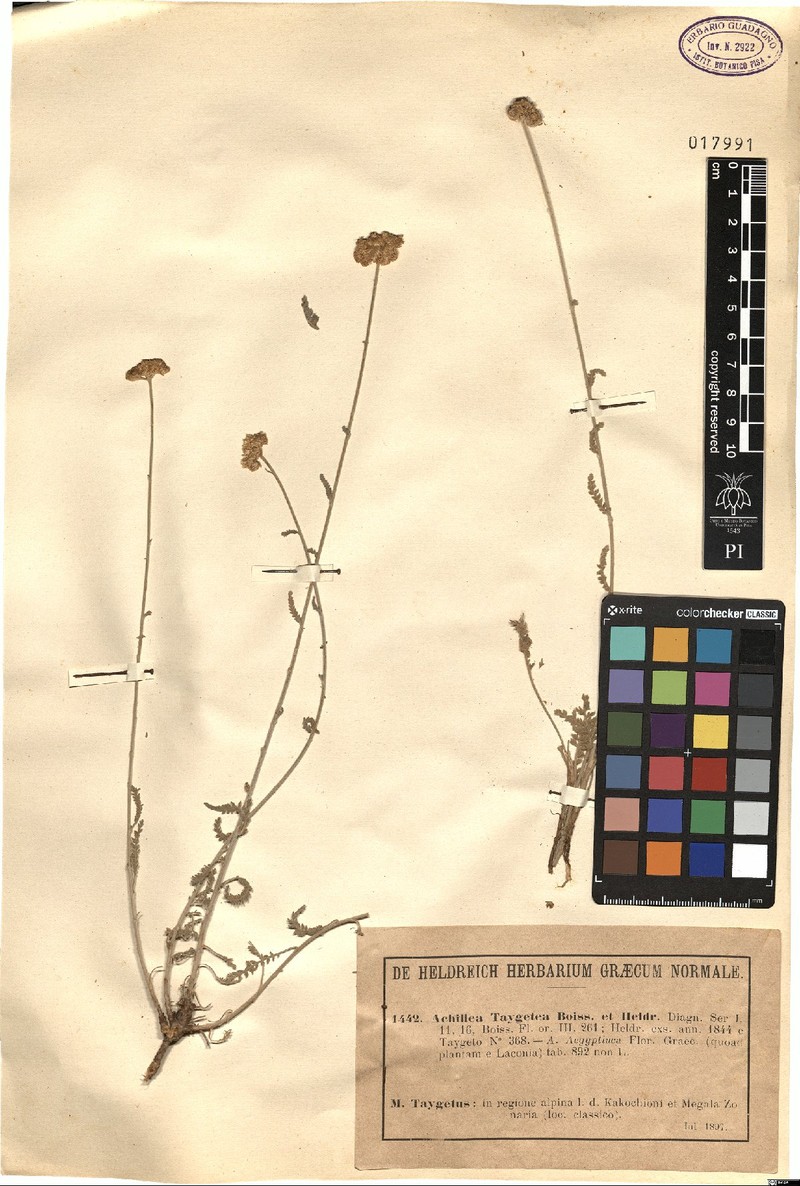 Achillea taygetea photo 4