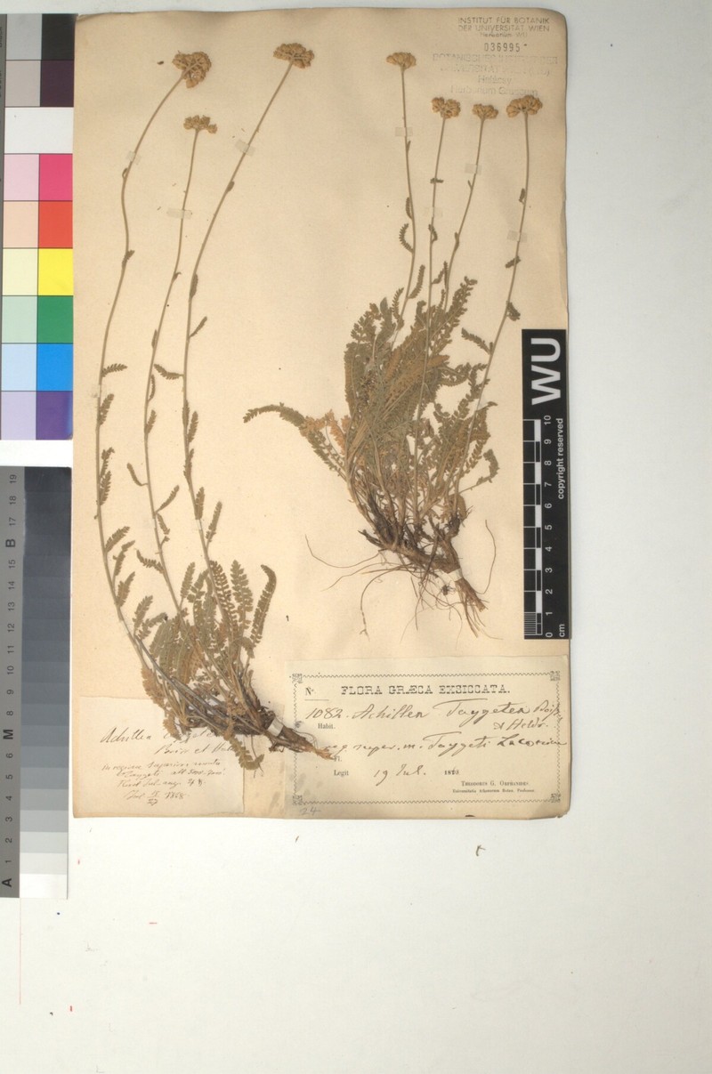 Achillea taygetea photo 5