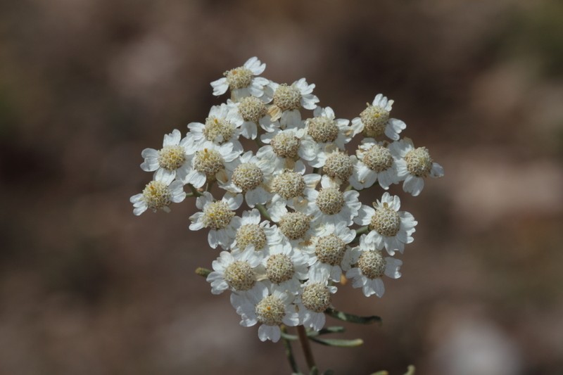 Achillea teretifolia photo 4
