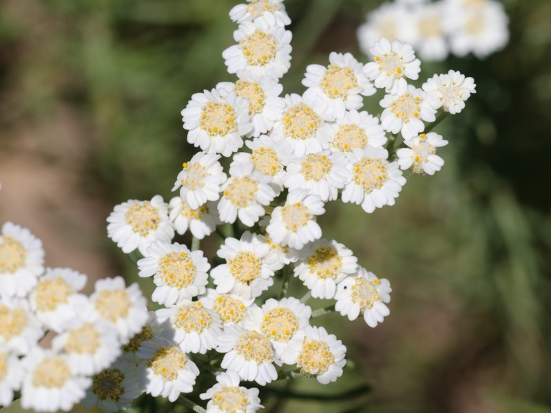 Achillea teretifolia photo 5