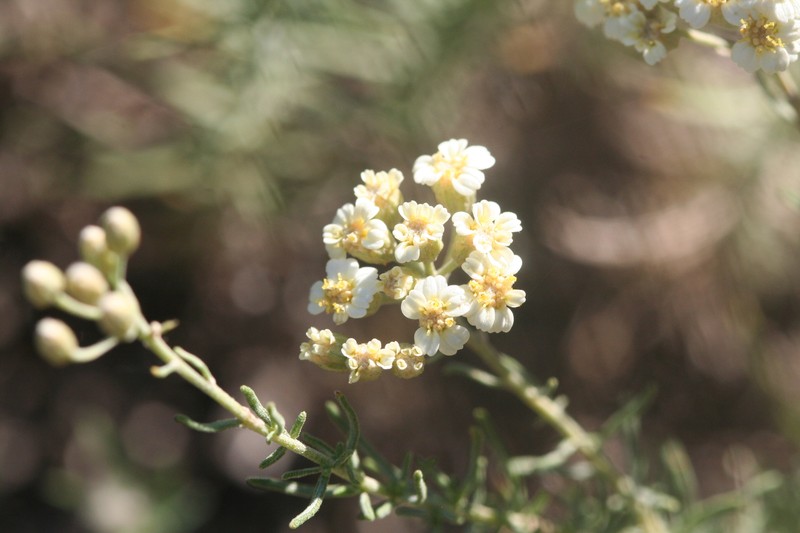 Achillea teretifolia
