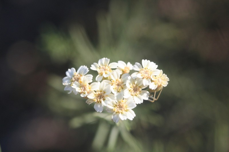 Achillea teretifolia