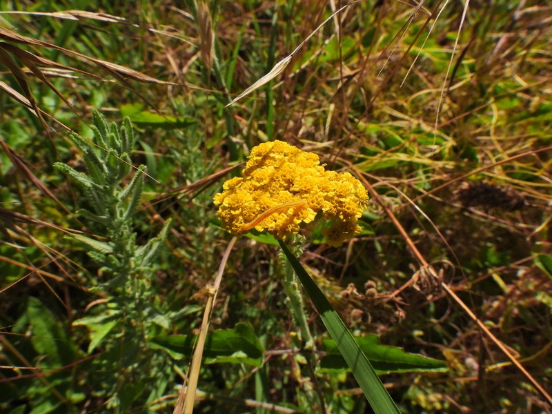 Achillea thracica photo 3