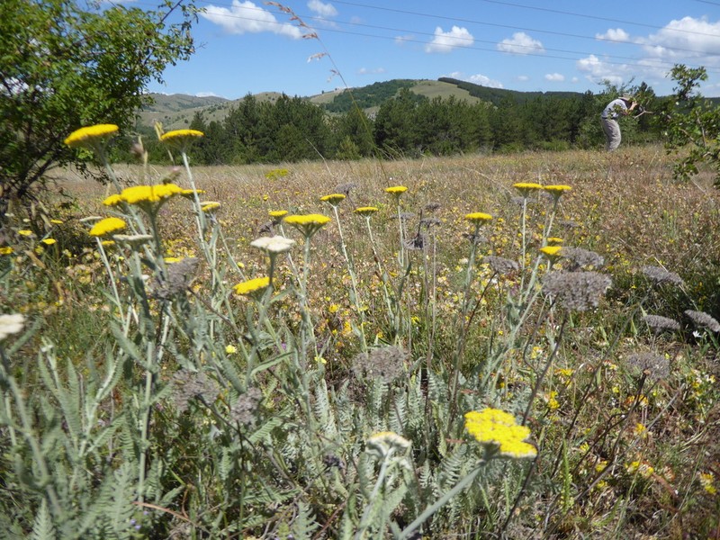 Achillea thracica photo 4