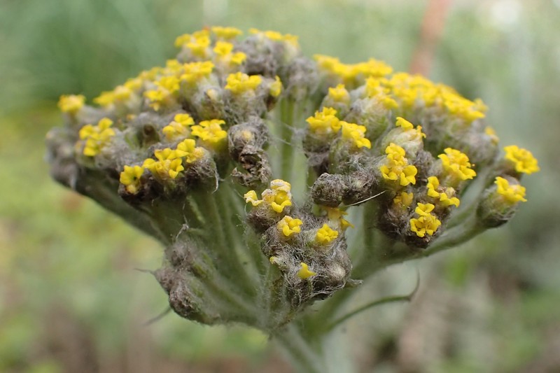 Achillea thracica