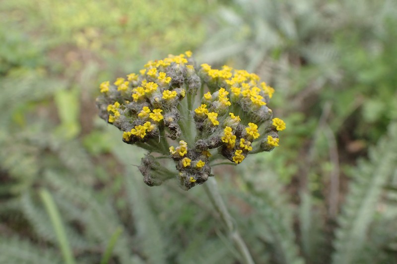 Achillea thracica photo 5