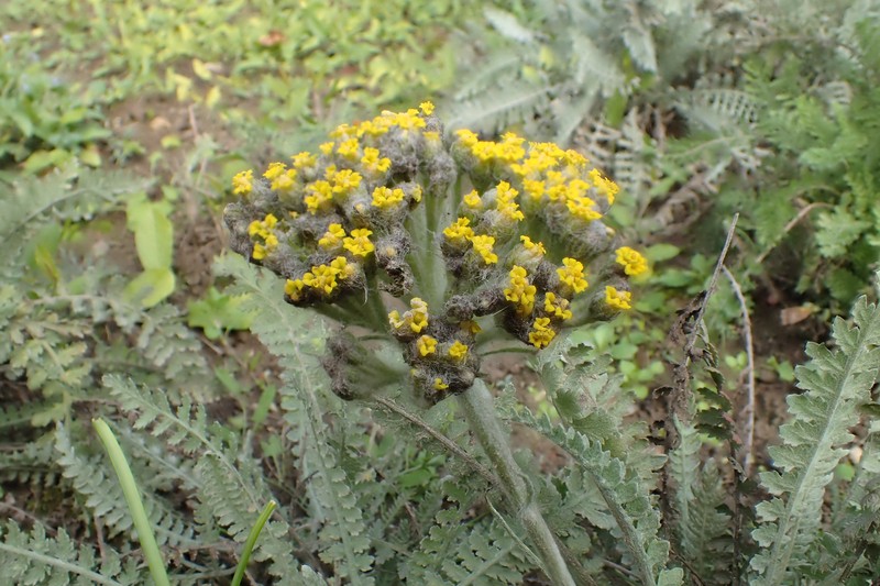 Achillea thracica photo 6