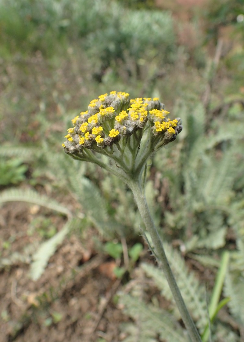 Achillea thracica photo 7