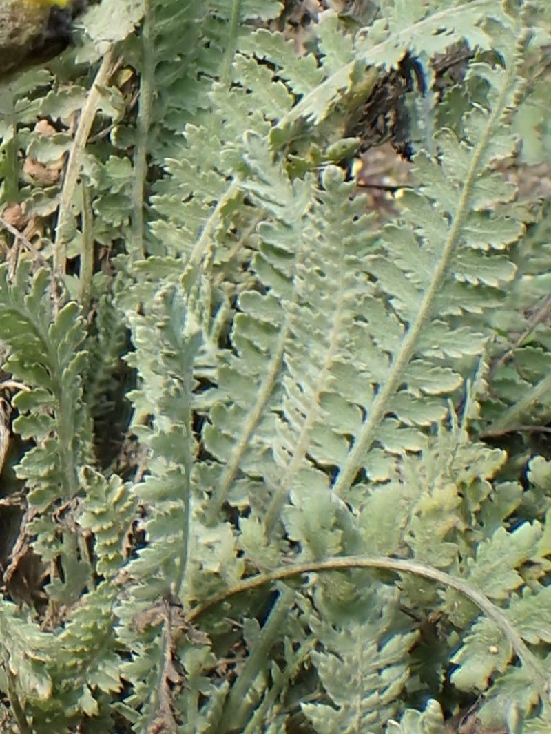 Achillea thracica photo 8