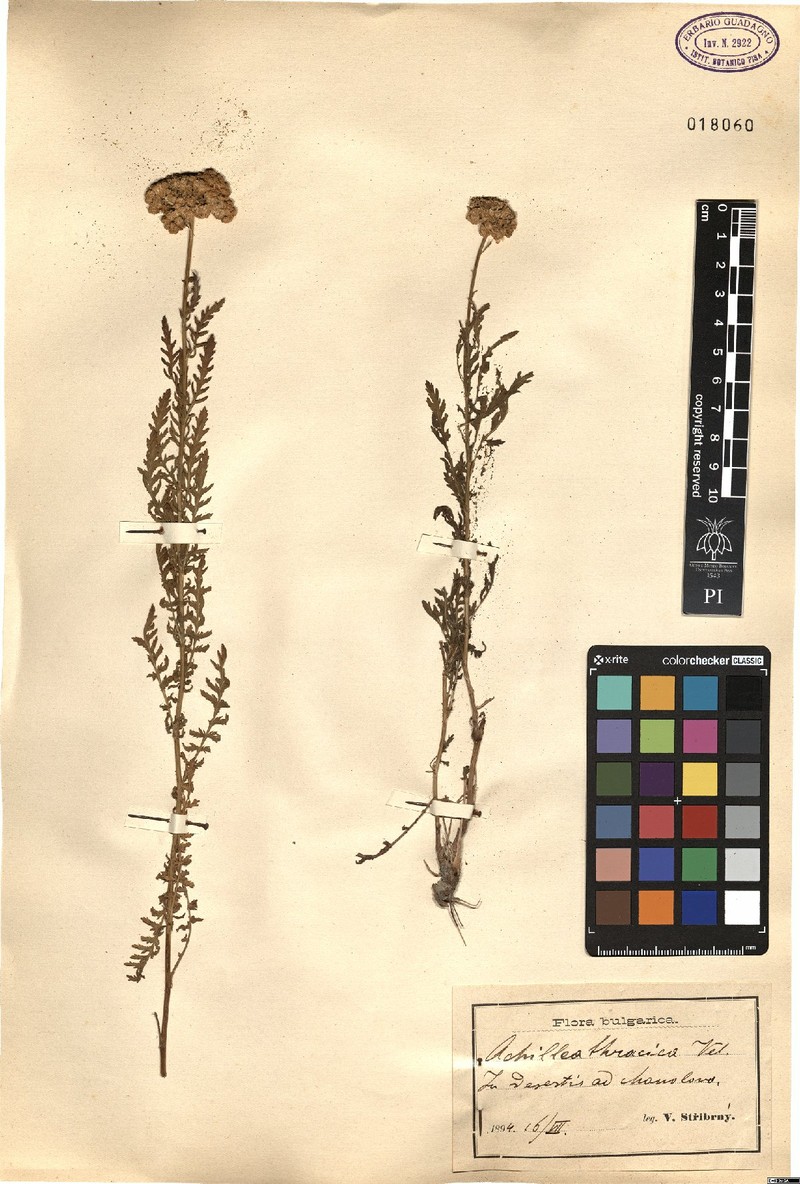 Achillea thracica