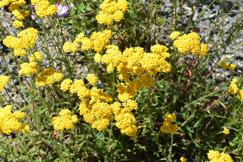 Achillea tomentosa