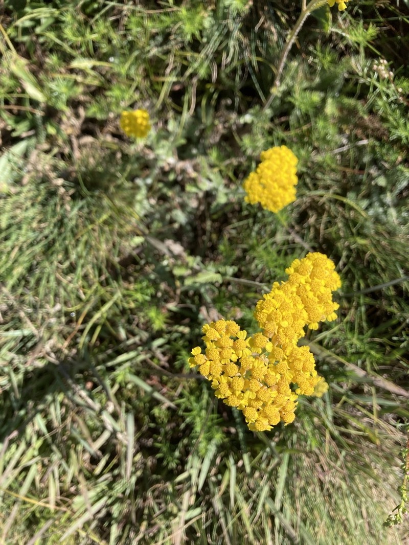 Achillea tomentosa photo 2
