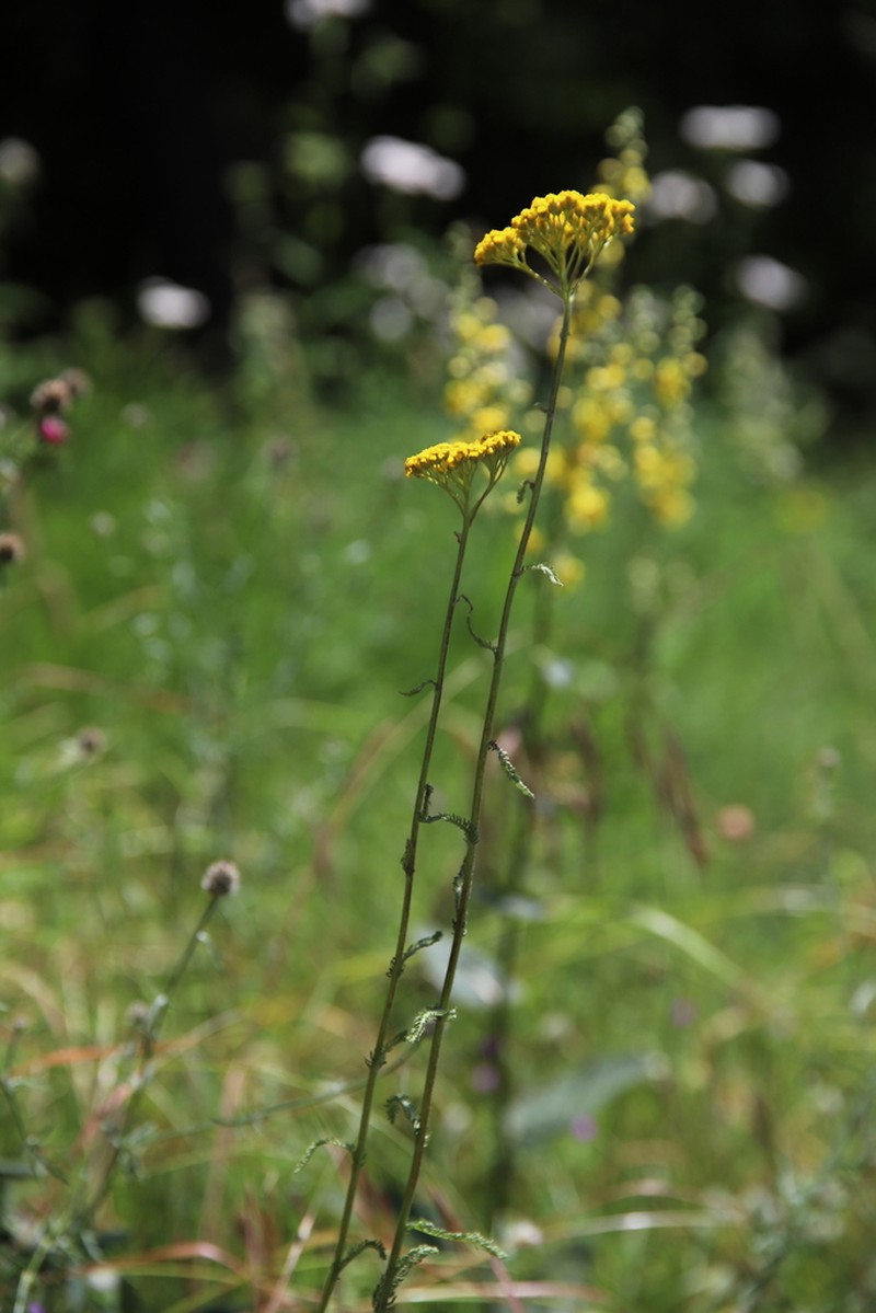 Achillea tomentosa photo 3