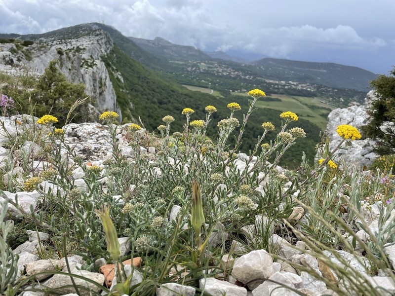 Achillea tomentosa photo 4