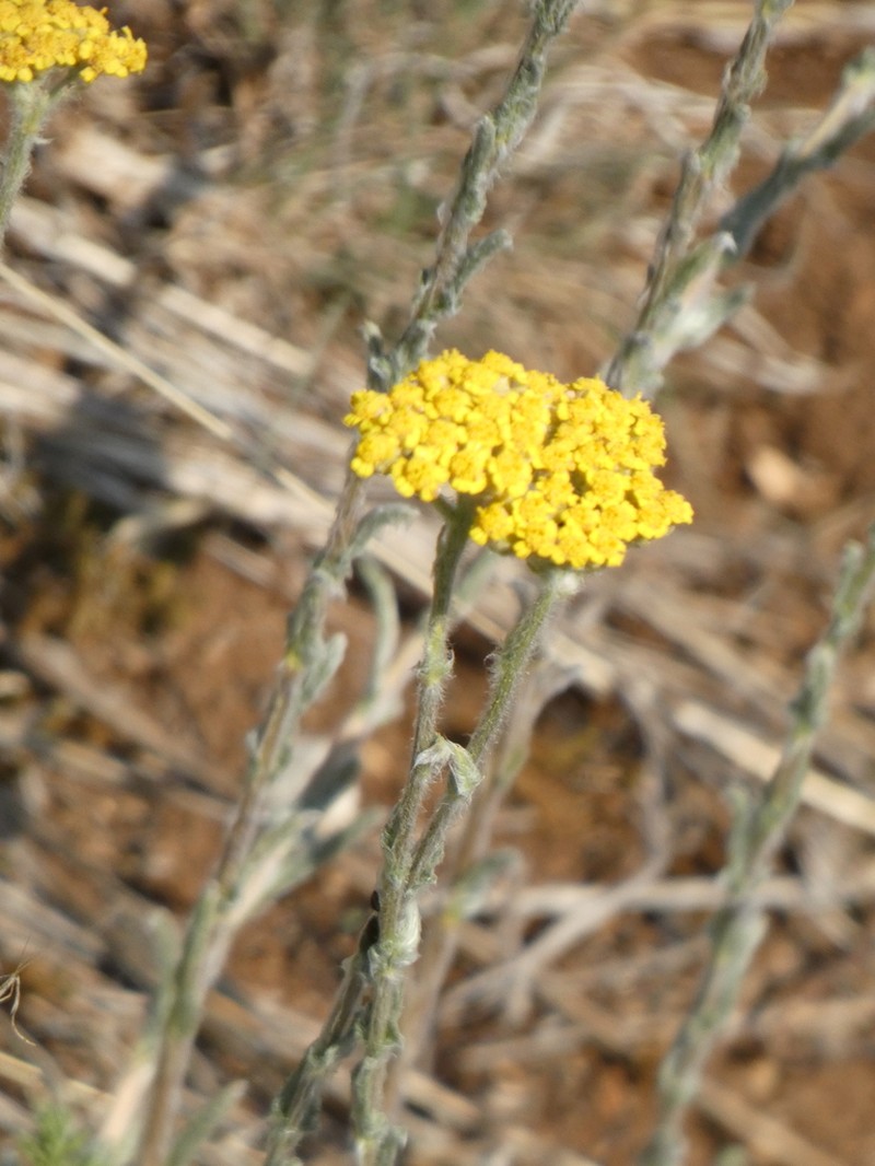 Achillea tomentosa photo 5
