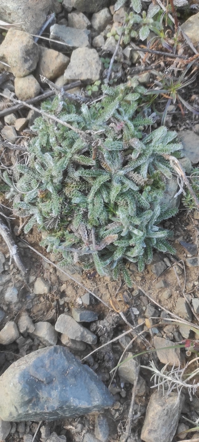 Achillea tomentosa photo 6