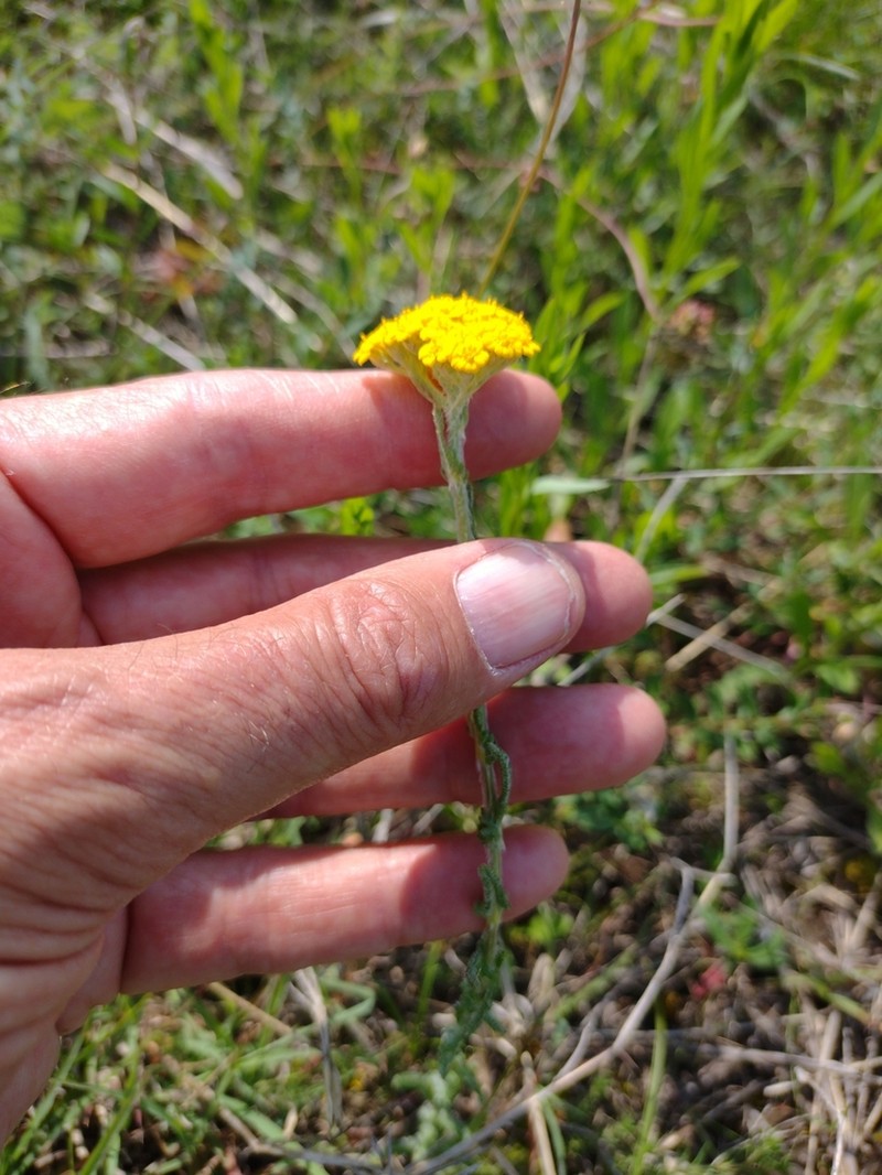 Achillea tomentosa photo 7
