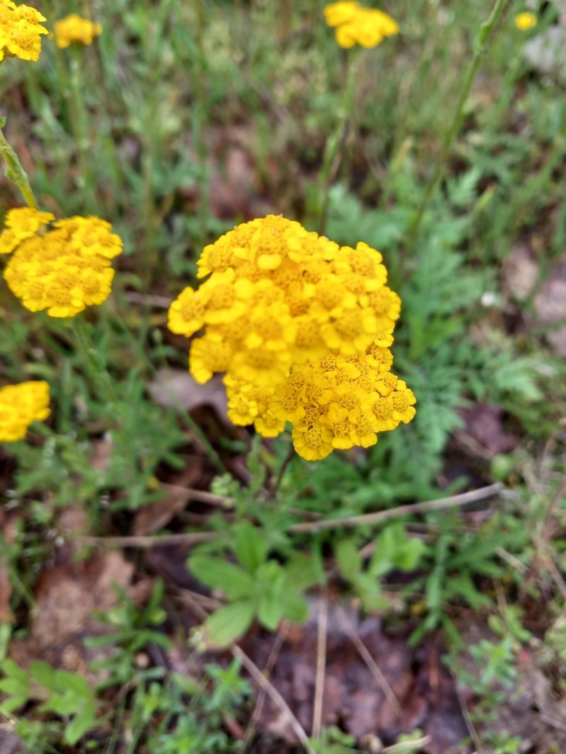 Achillea tomentosa photo 8