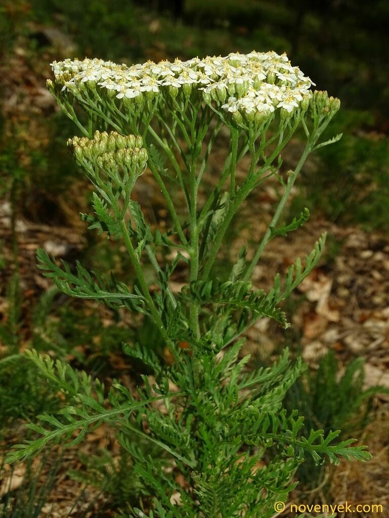 Achillea tuzsonii photo 2