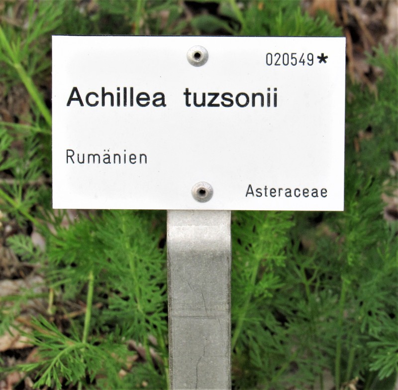Achillea tuzsonii