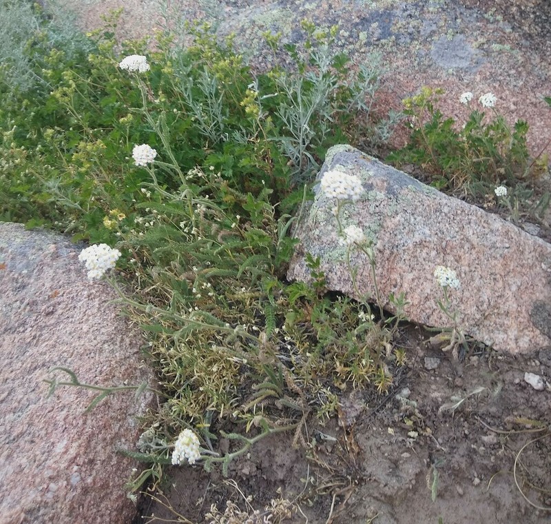 Achillea umbellata