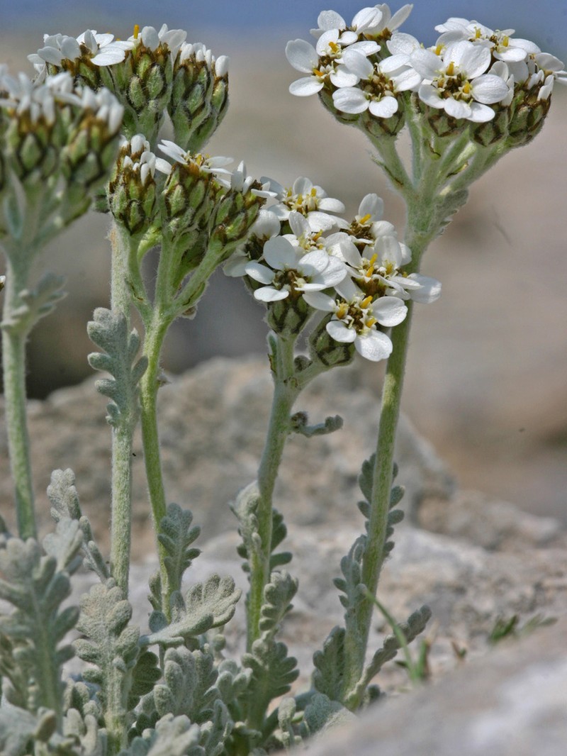 Achillea umbellata photo 3