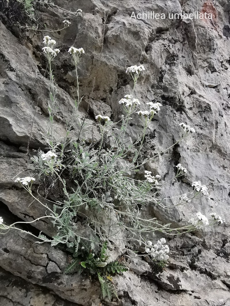 Achillea umbellata photo 4