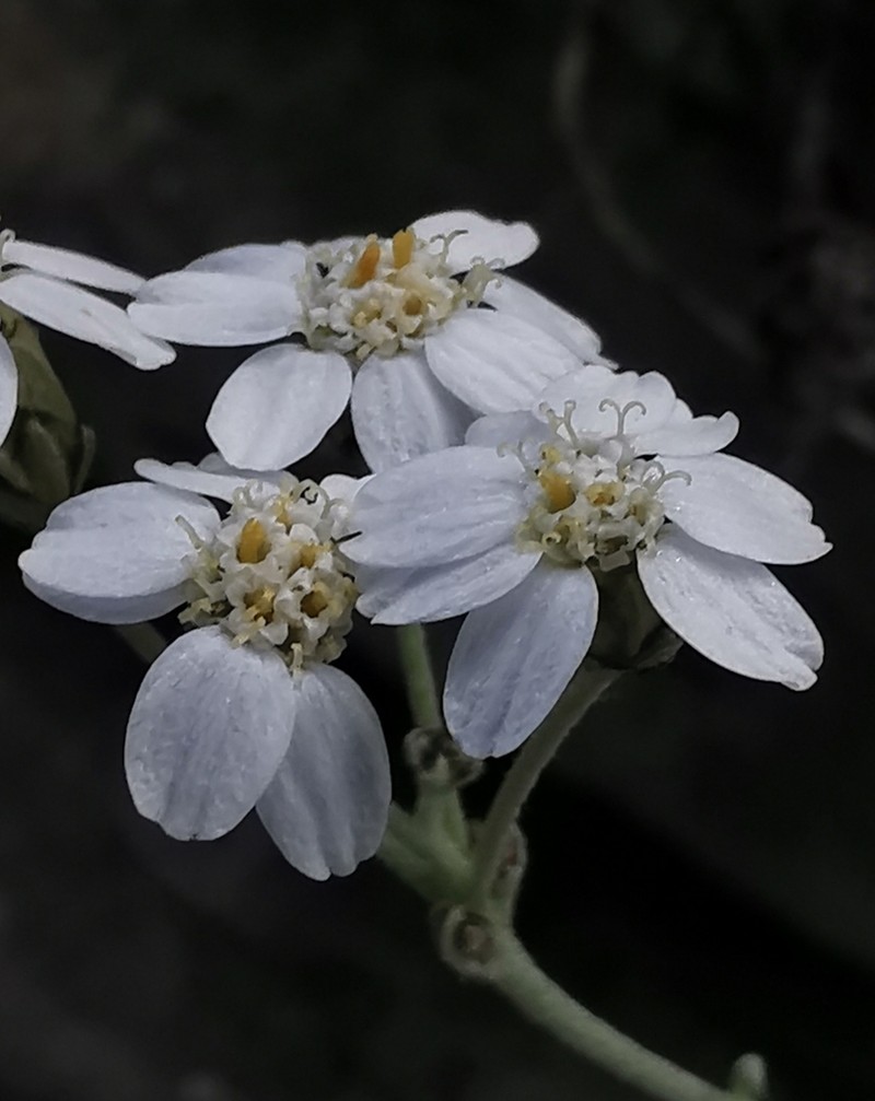 Achillea umbellata photo 5