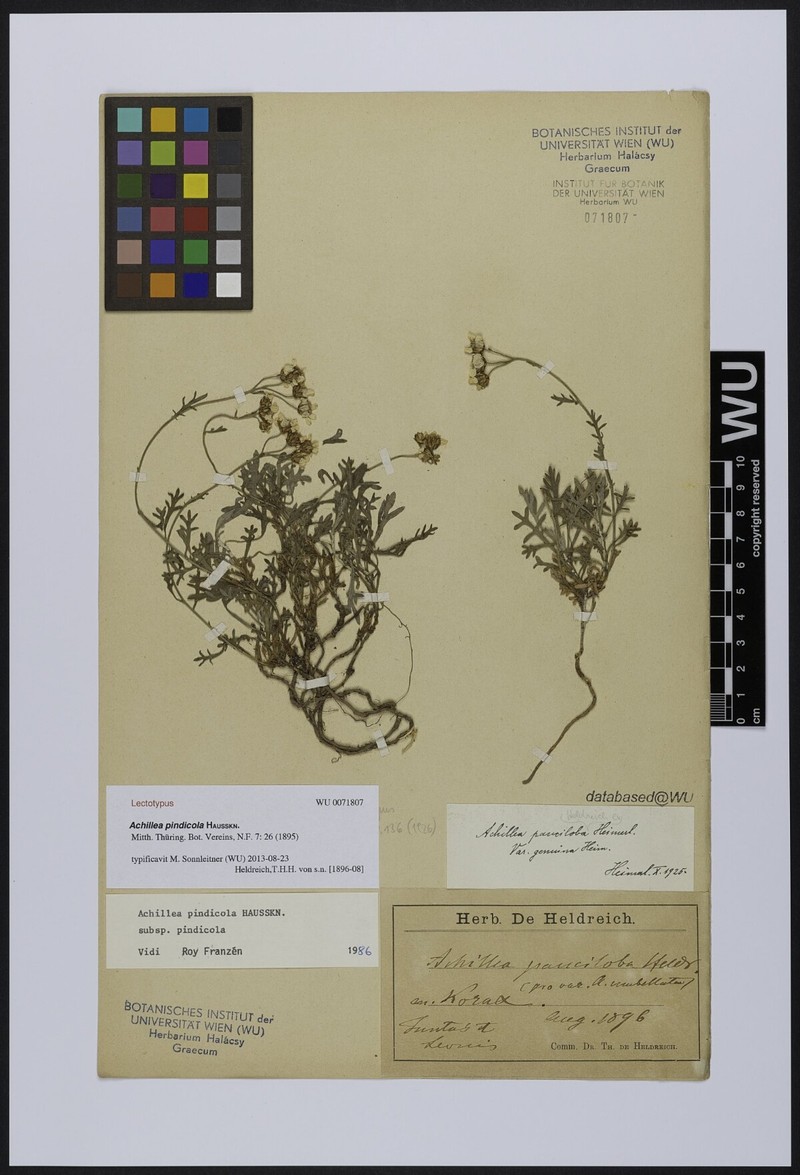 Achillea umbellata subsp. pauciloba