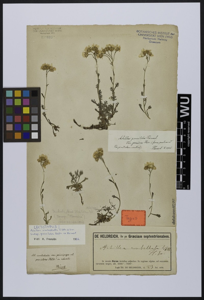 Achillea umbellata subsp. pauciloba photo 2