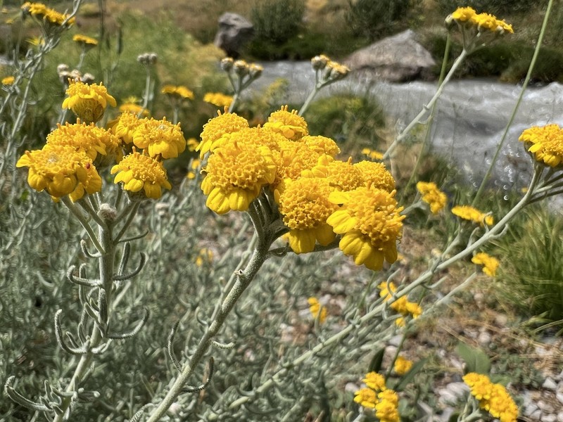 Achillea vermicularis photo 2