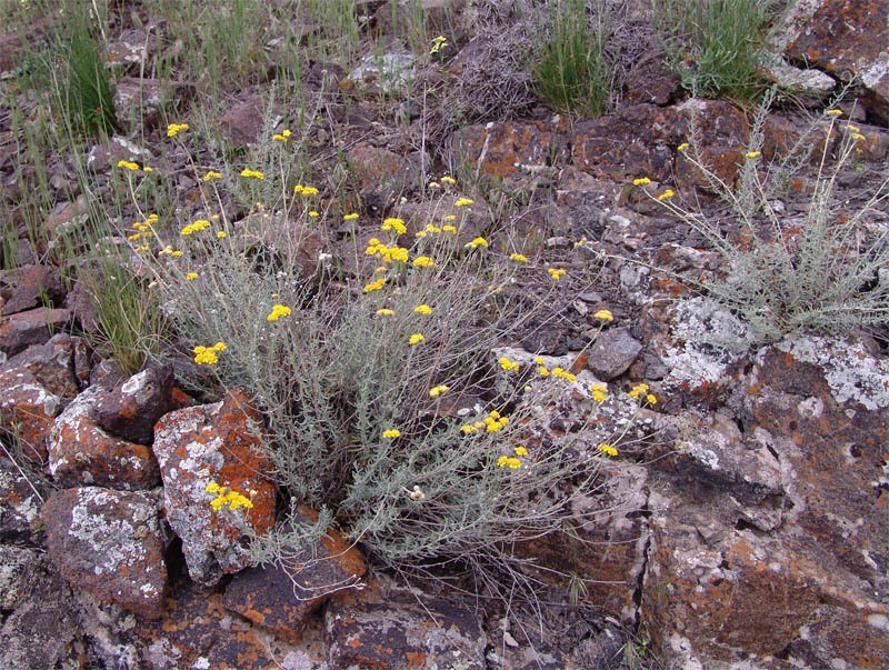 Achillea vermicularis photo 3