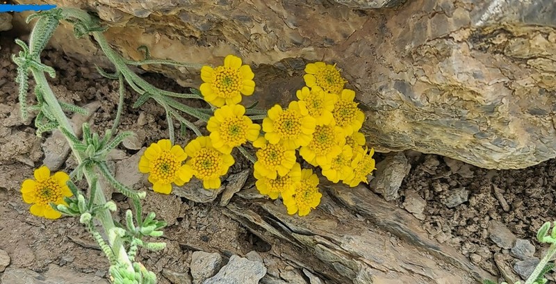 Achillea vermicularis photo 4