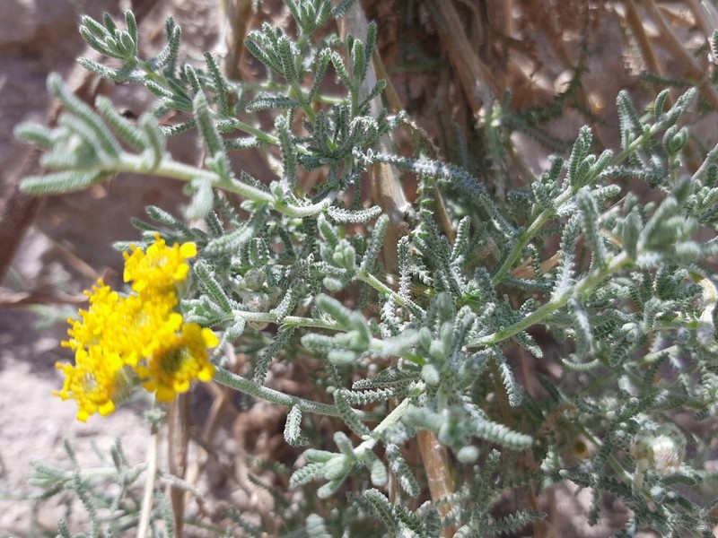 Achillea vermicularis photo 5