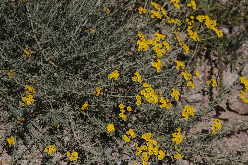Achillea vermicularis photo 7