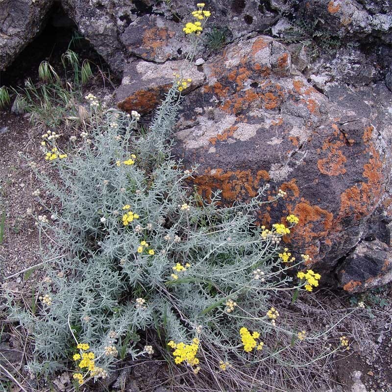 Achillea vermicularis photo 8