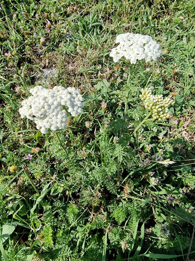 Achillea virescens