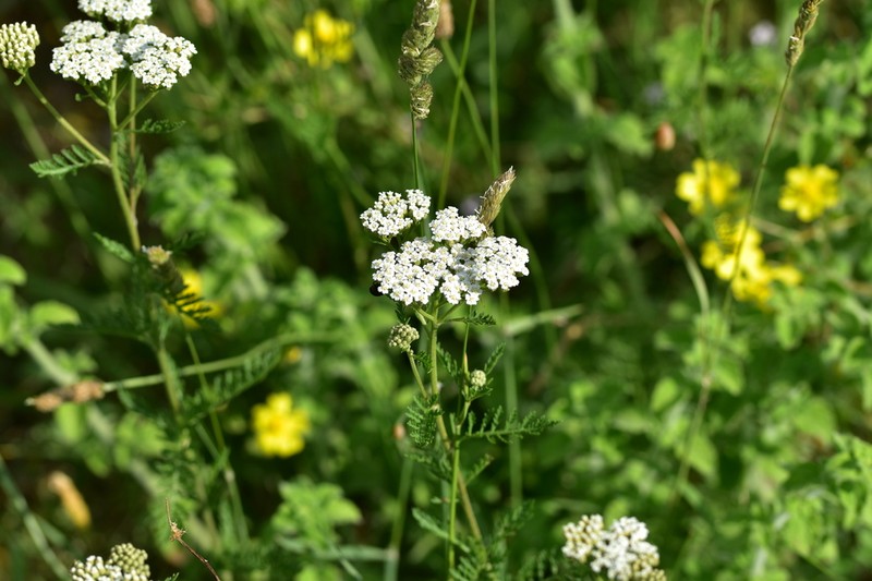 Achillea virescens photo 2