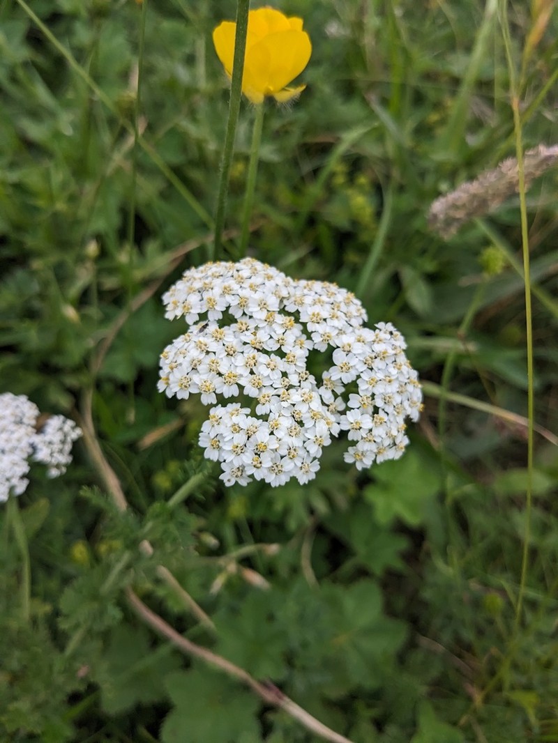 Achillea virescens photo 3
