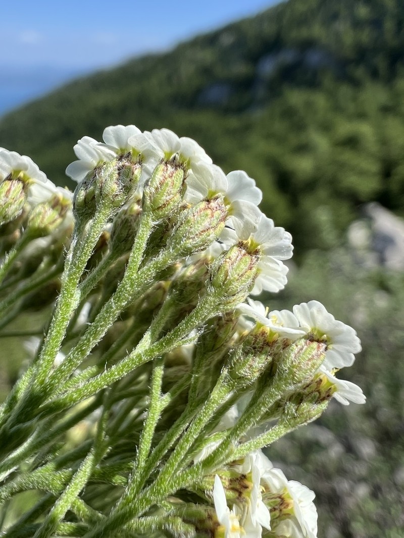 Achillea virescens photo 4