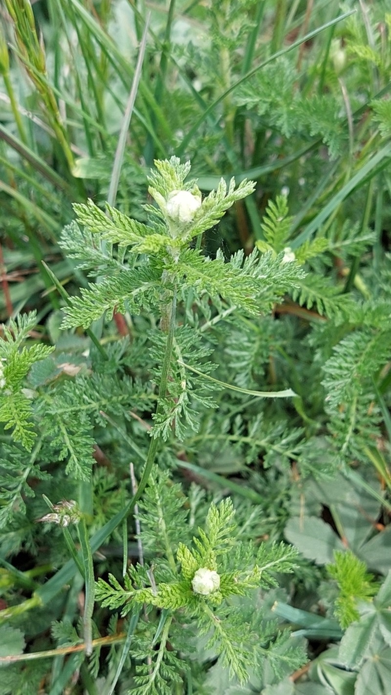 Achillea virescens photo 5