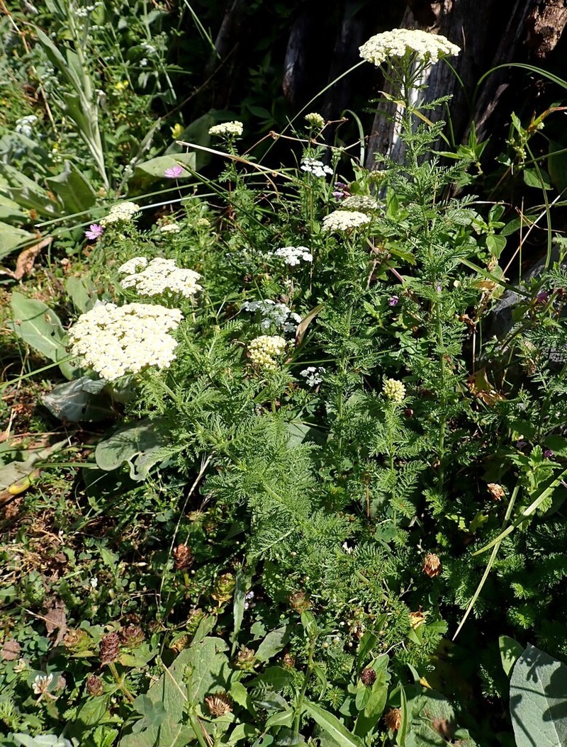Achillea virescens photo 6