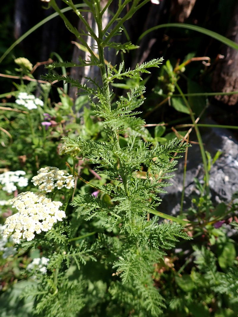 Achillea virescens photo 8