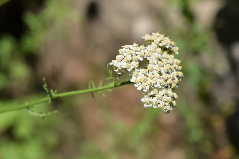 Achillea virescens subsp. tenorei