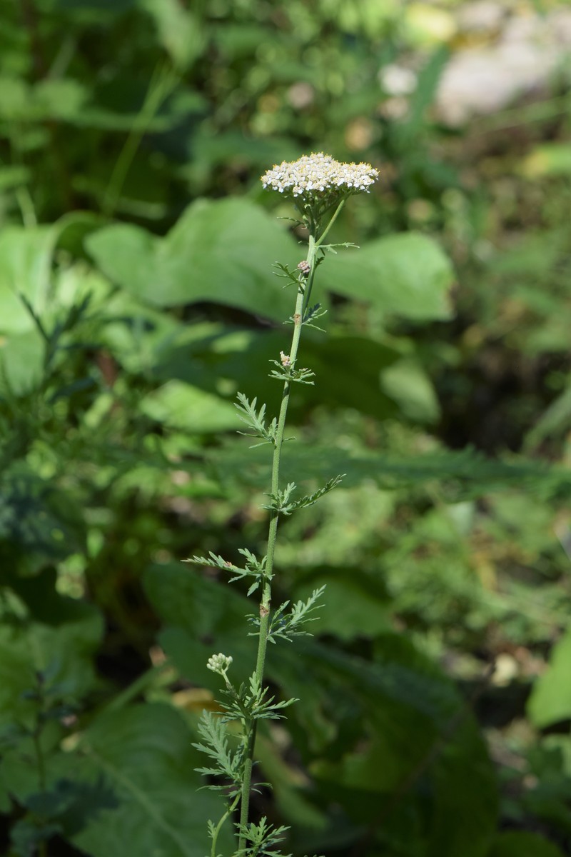 Achillea virescens subsp. tenorei photo 2
