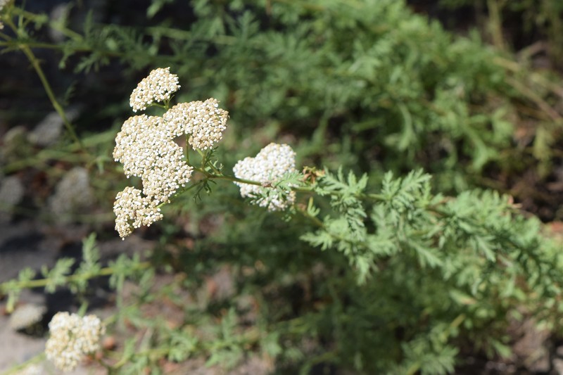 Achillea virescens subsp. tenorei photo 3