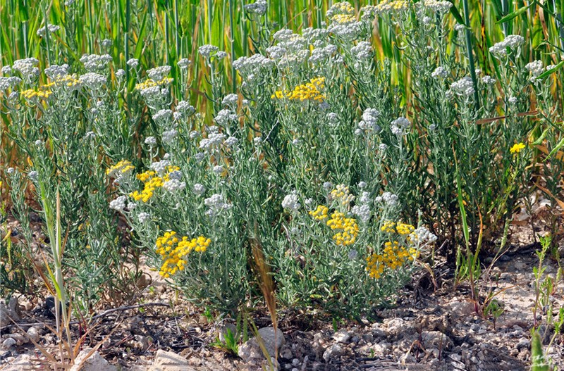 Achillea wilhelmsii
